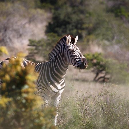 Bukela Game Lodge - Amakhala Game Reserve Ngoại thất bức ảnh