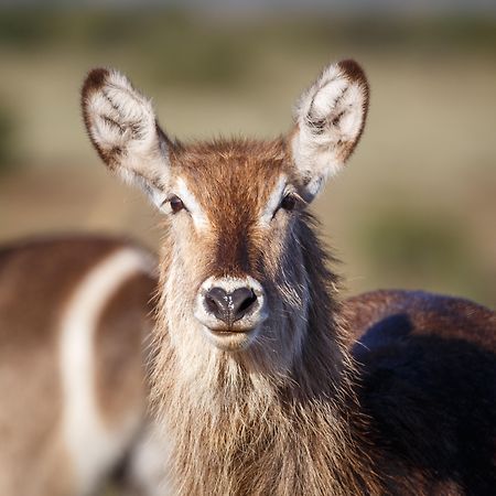 Bukela Game Lodge - Amakhala Game Reserve Ngoại thất bức ảnh
