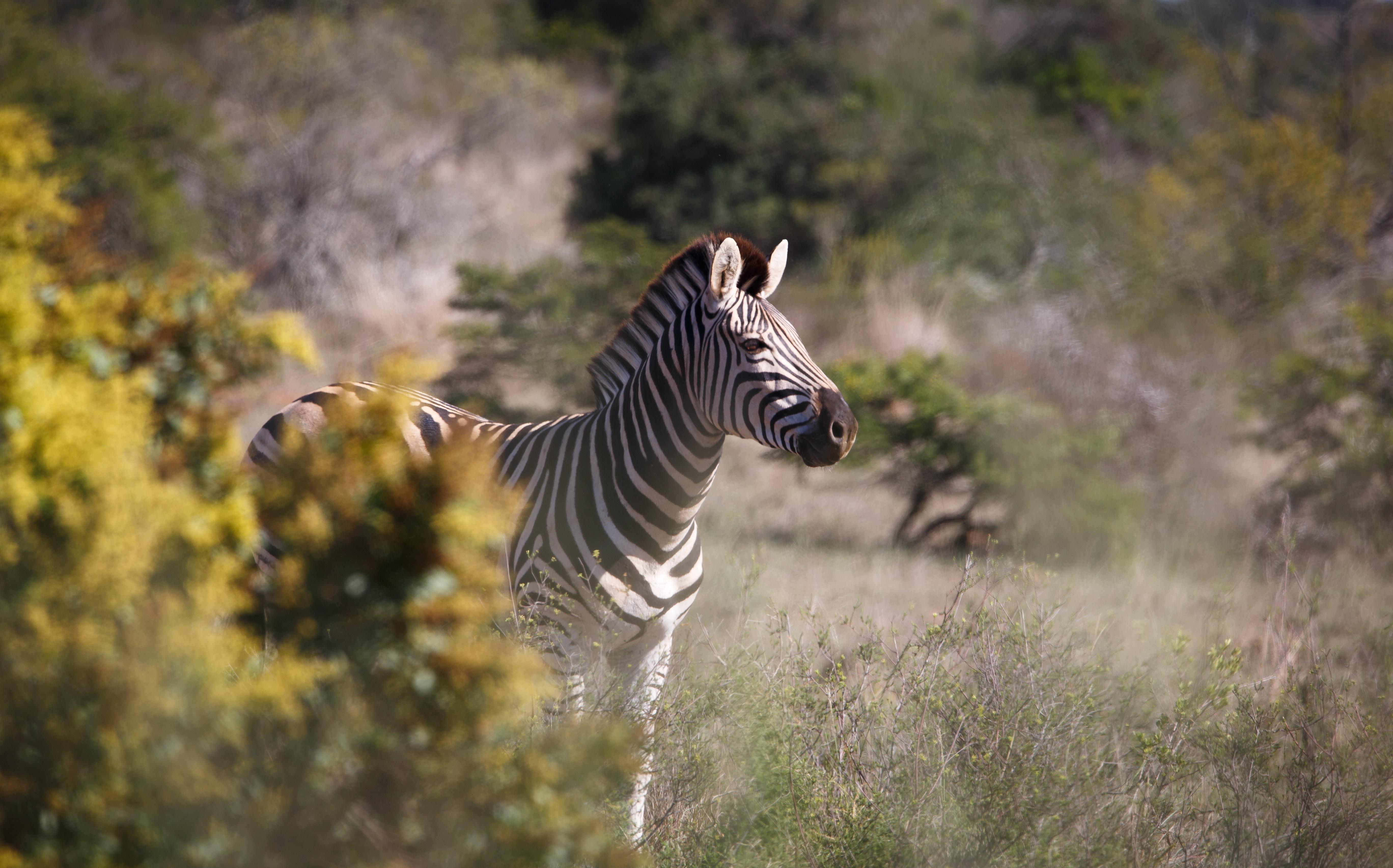 Bukela Game Lodge - Amakhala Game Reserve Ngoại thất bức ảnh
