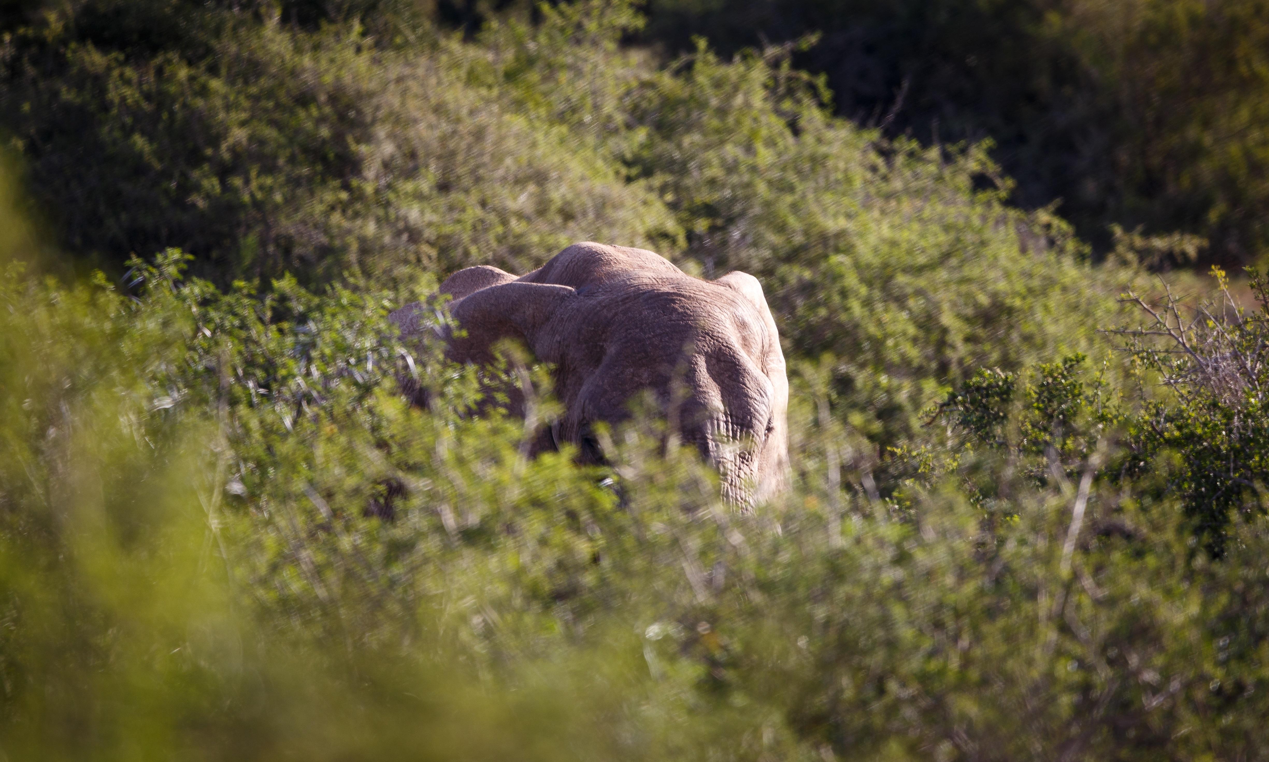 Bukela Game Lodge - Amakhala Game Reserve Ngoại thất bức ảnh