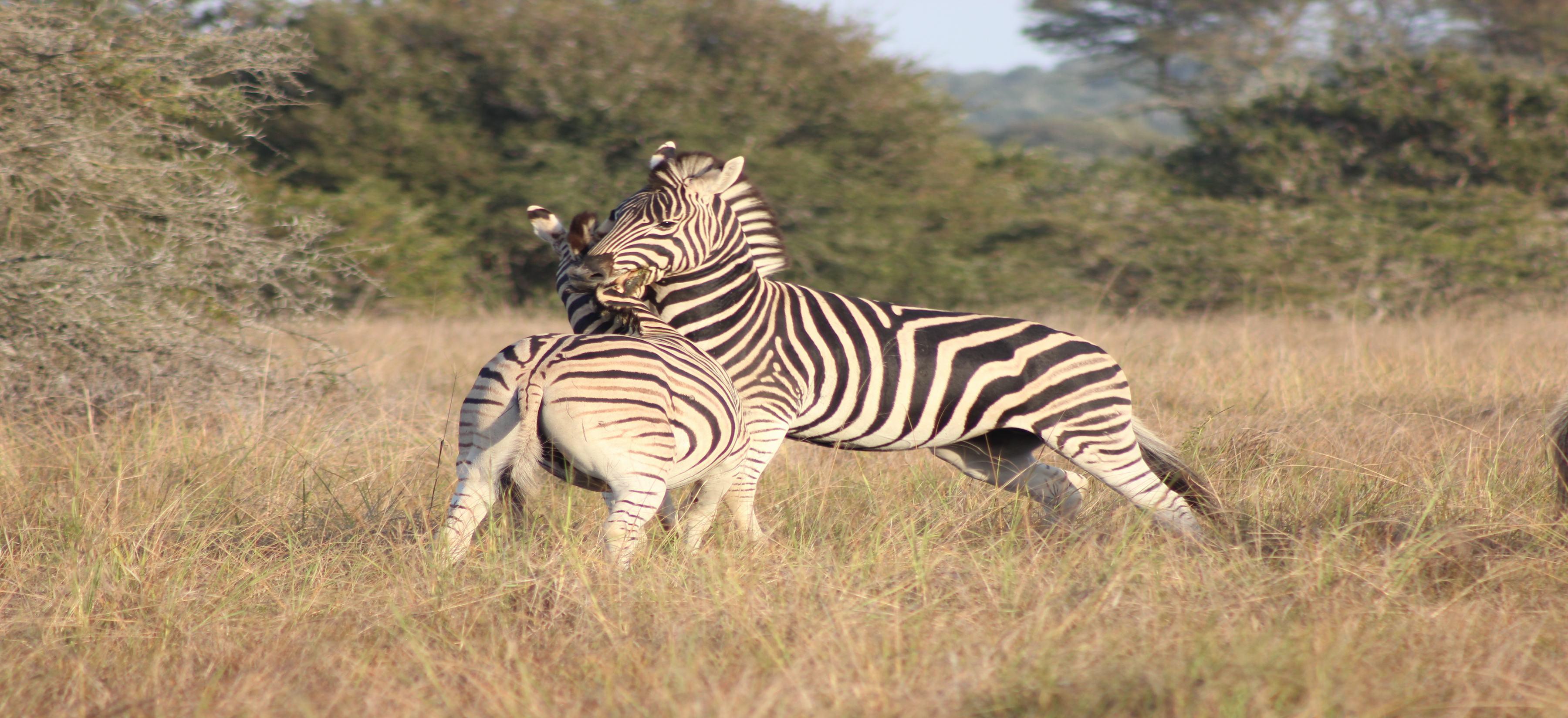 Bukela Game Lodge - Amakhala Game Reserve Ngoại thất bức ảnh