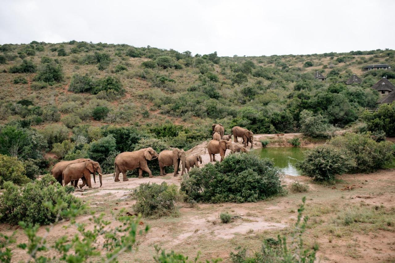 Bukela Game Lodge - Amakhala Game Reserve Ngoại thất bức ảnh