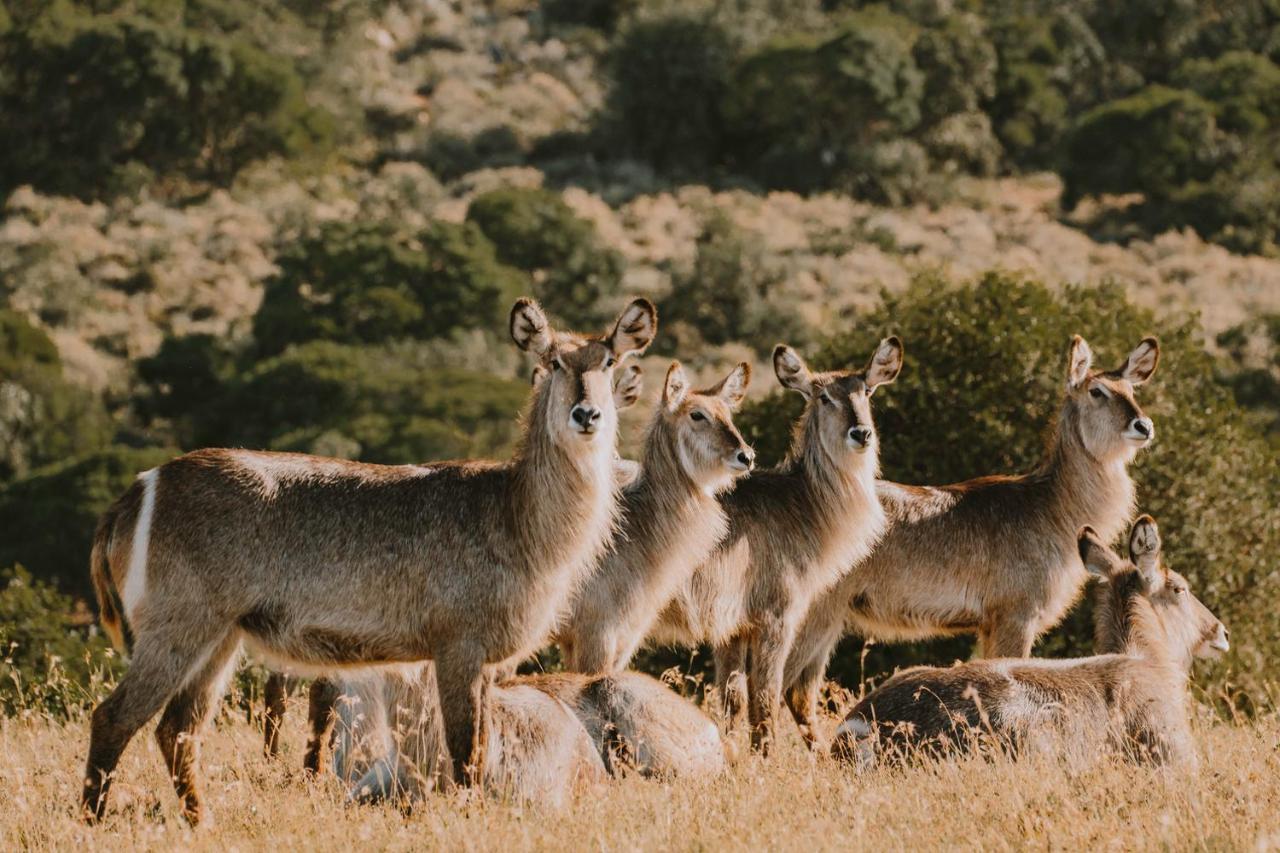 Bukela Game Lodge - Amakhala Game Reserve Ngoại thất bức ảnh