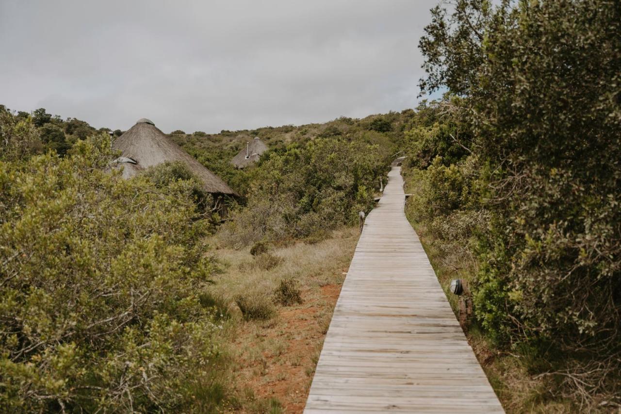 Bukela Game Lodge - Amakhala Game Reserve Ngoại thất bức ảnh