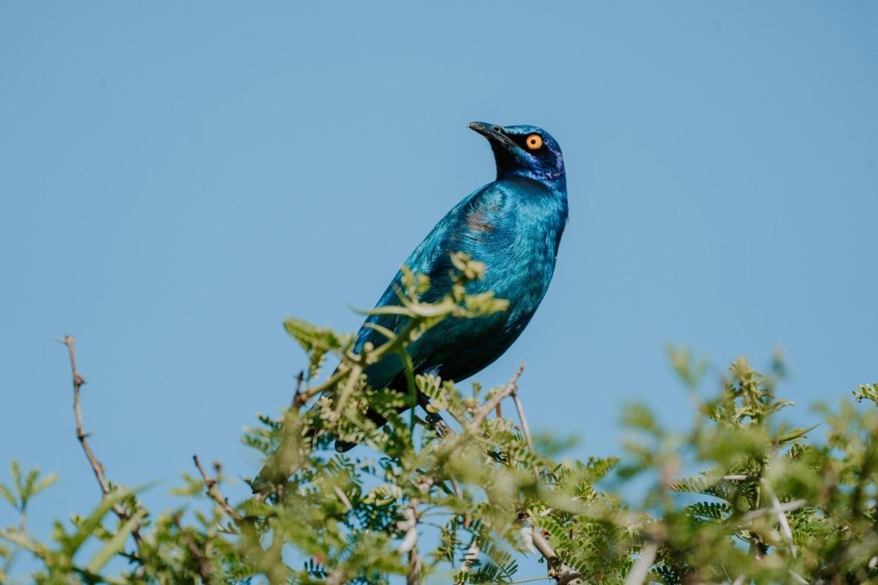 Bukela Game Lodge - Amakhala Game Reserve Ngoại thất bức ảnh
