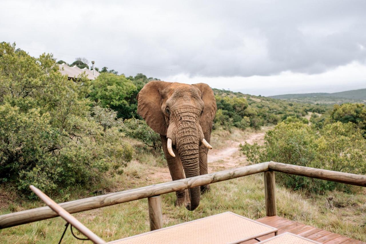 Bukela Game Lodge - Amakhala Game Reserve Ngoại thất bức ảnh