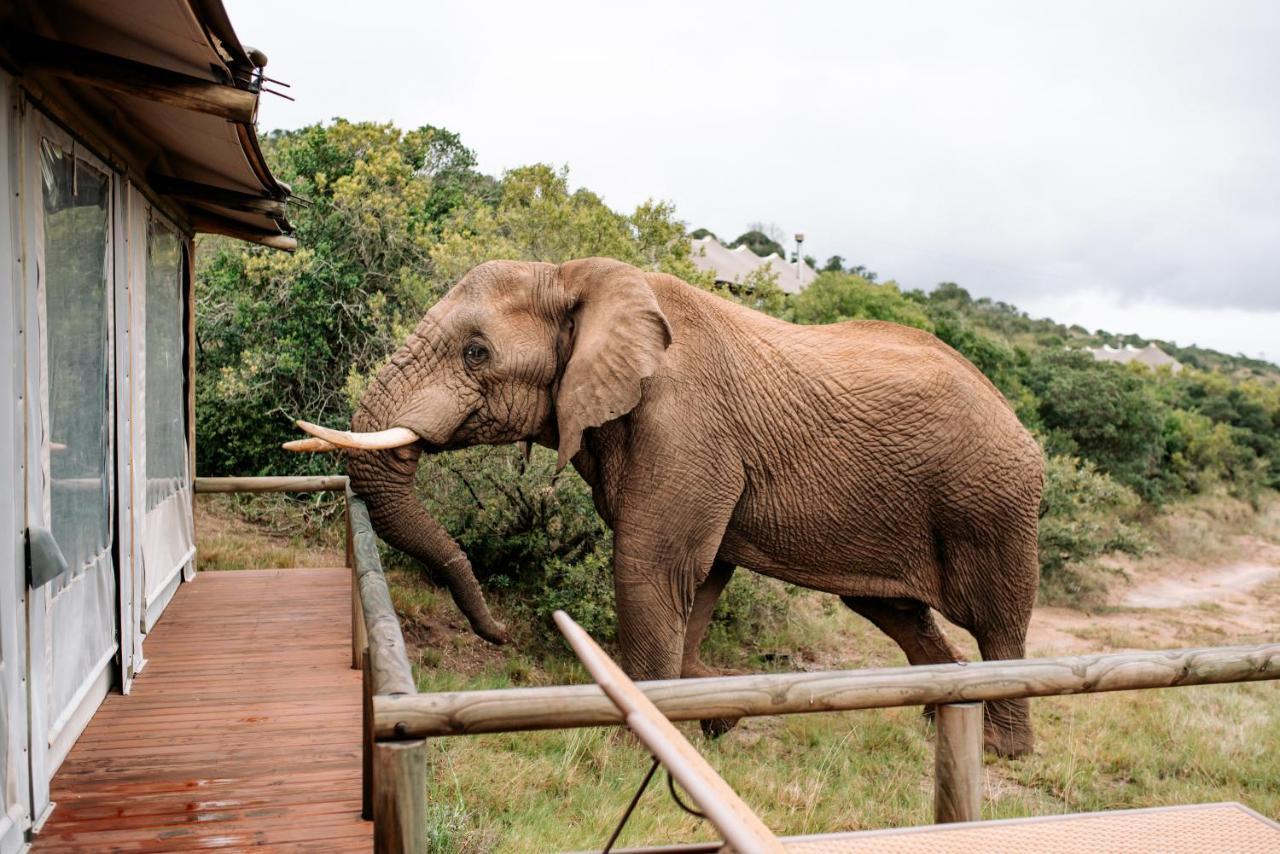 Bukela Game Lodge - Amakhala Game Reserve Ngoại thất bức ảnh