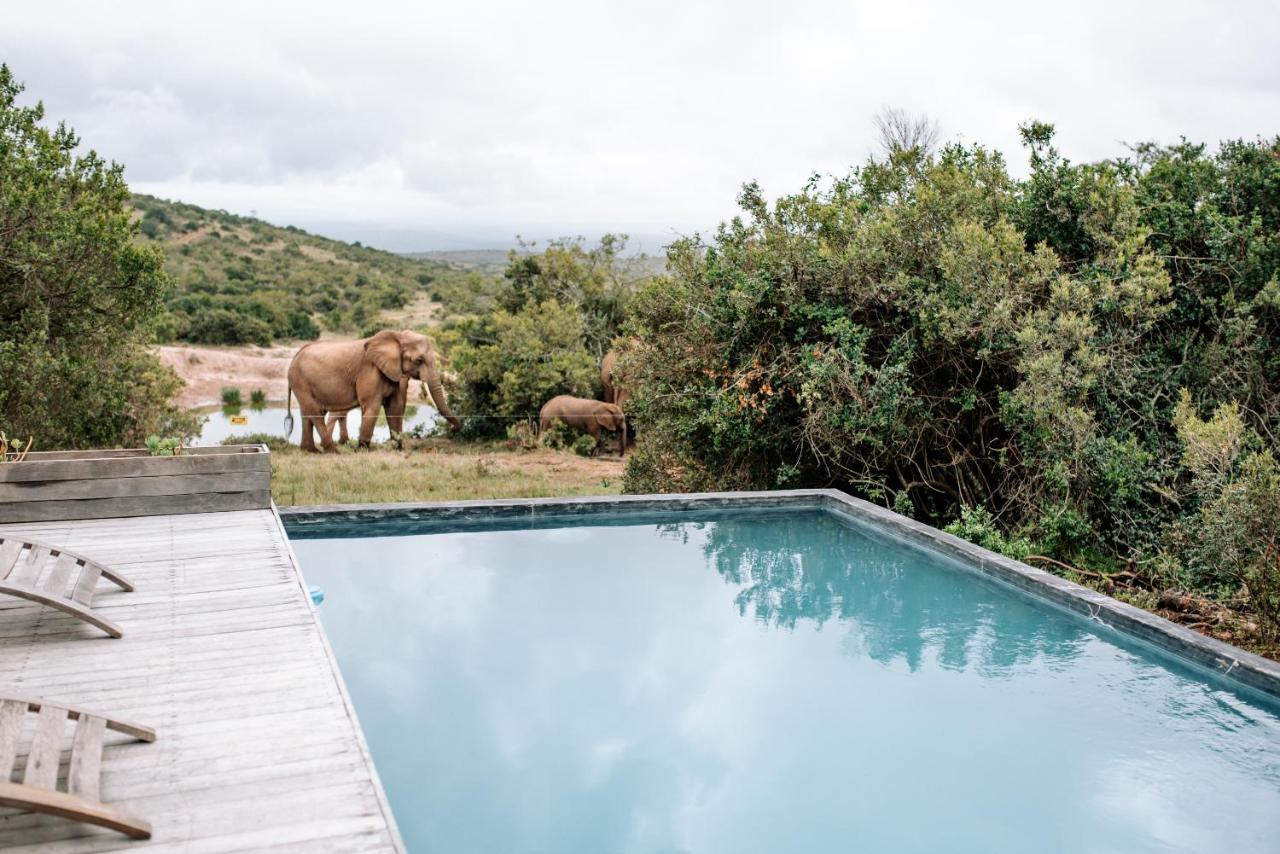 Bukela Game Lodge - Amakhala Game Reserve Ngoại thất bức ảnh