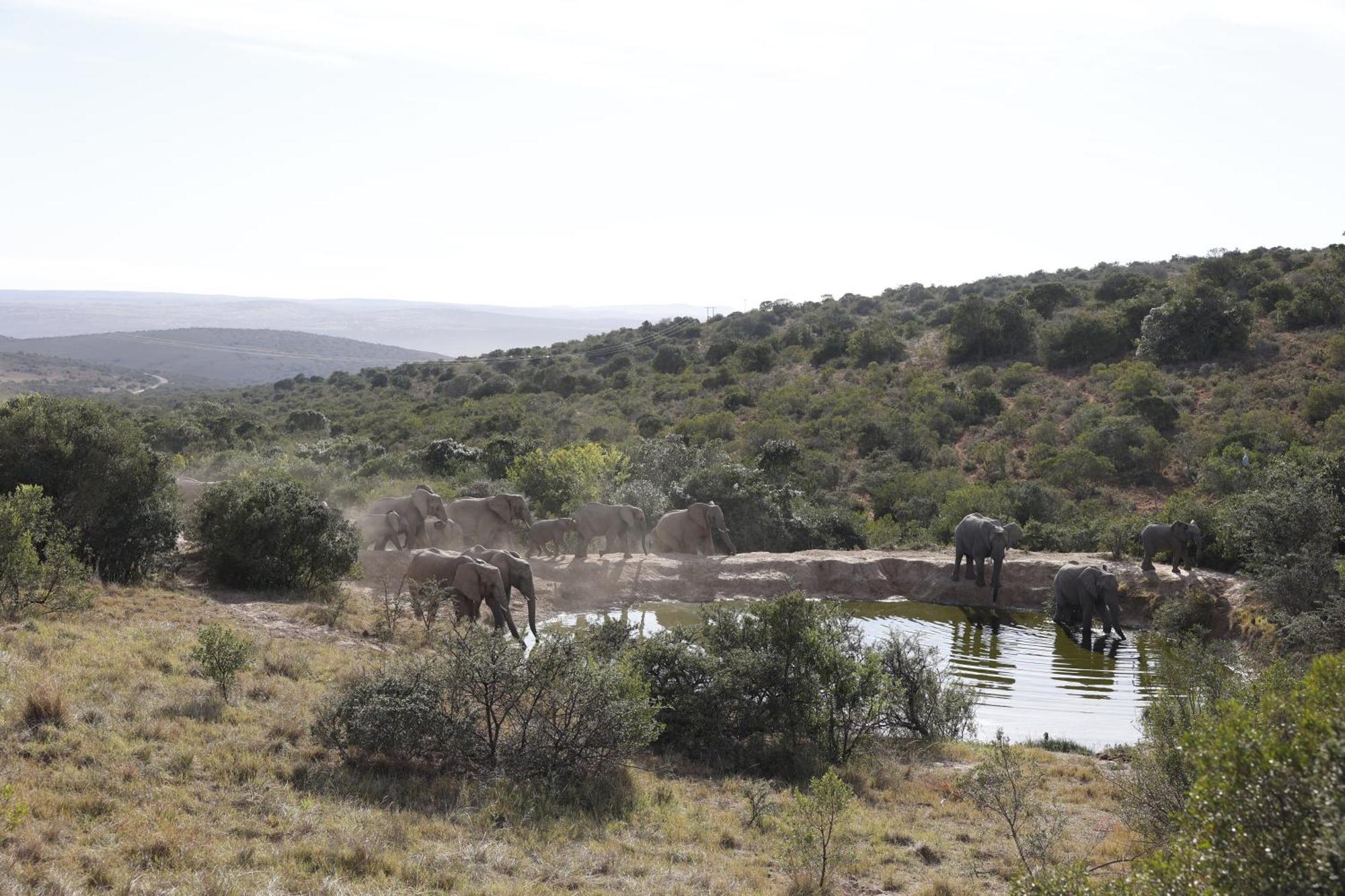 Bukela Game Lodge - Amakhala Game Reserve Ngoại thất bức ảnh