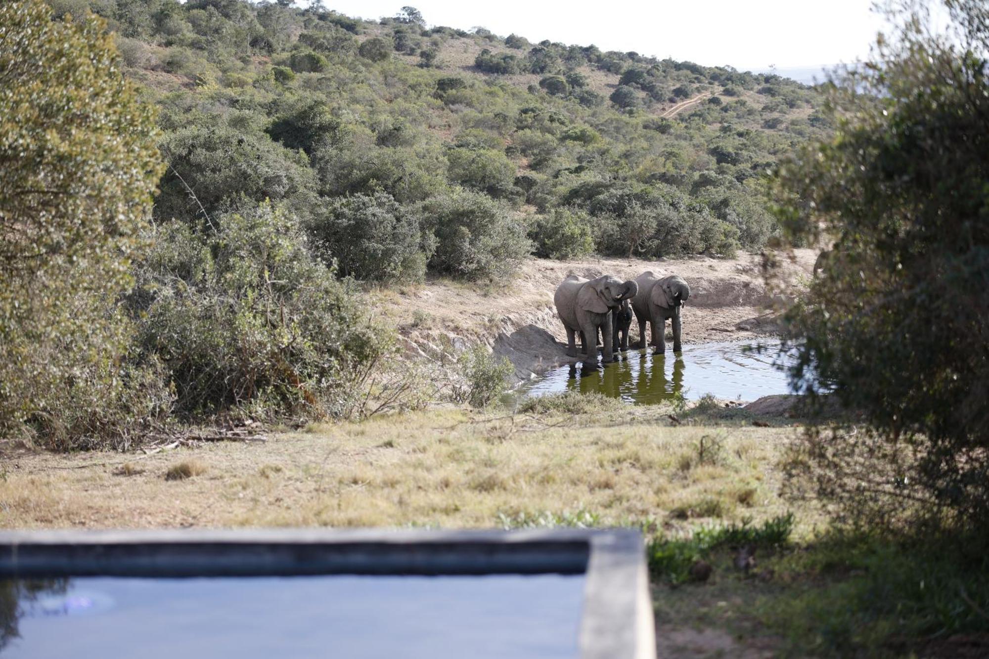 Bukela Game Lodge - Amakhala Game Reserve Ngoại thất bức ảnh