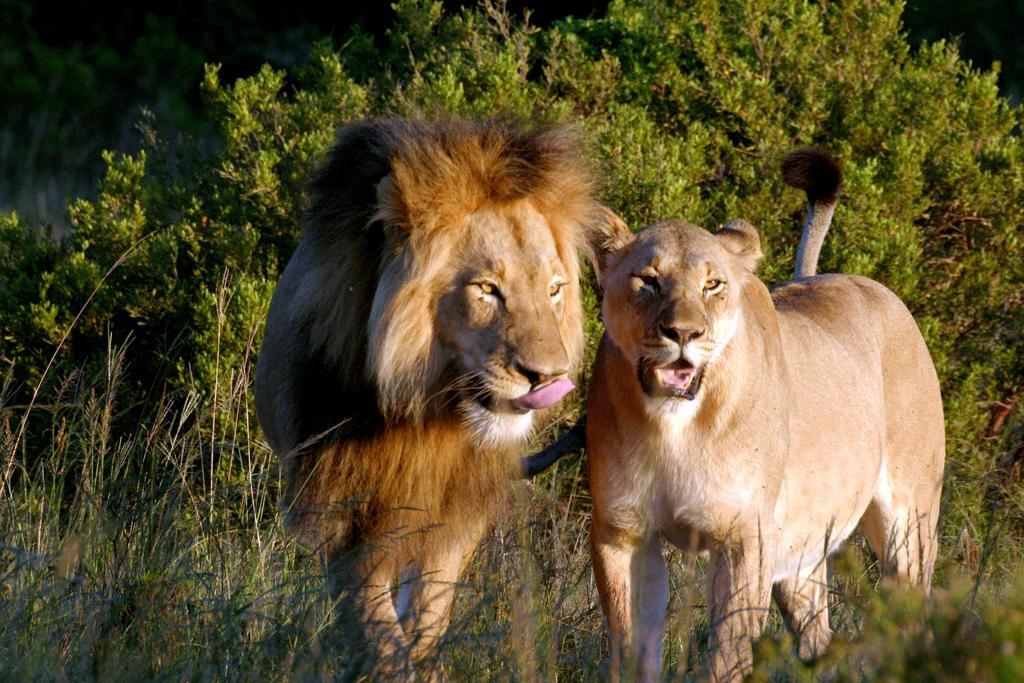 Bukela Game Lodge - Amakhala Game Reserve Ngoại thất bức ảnh