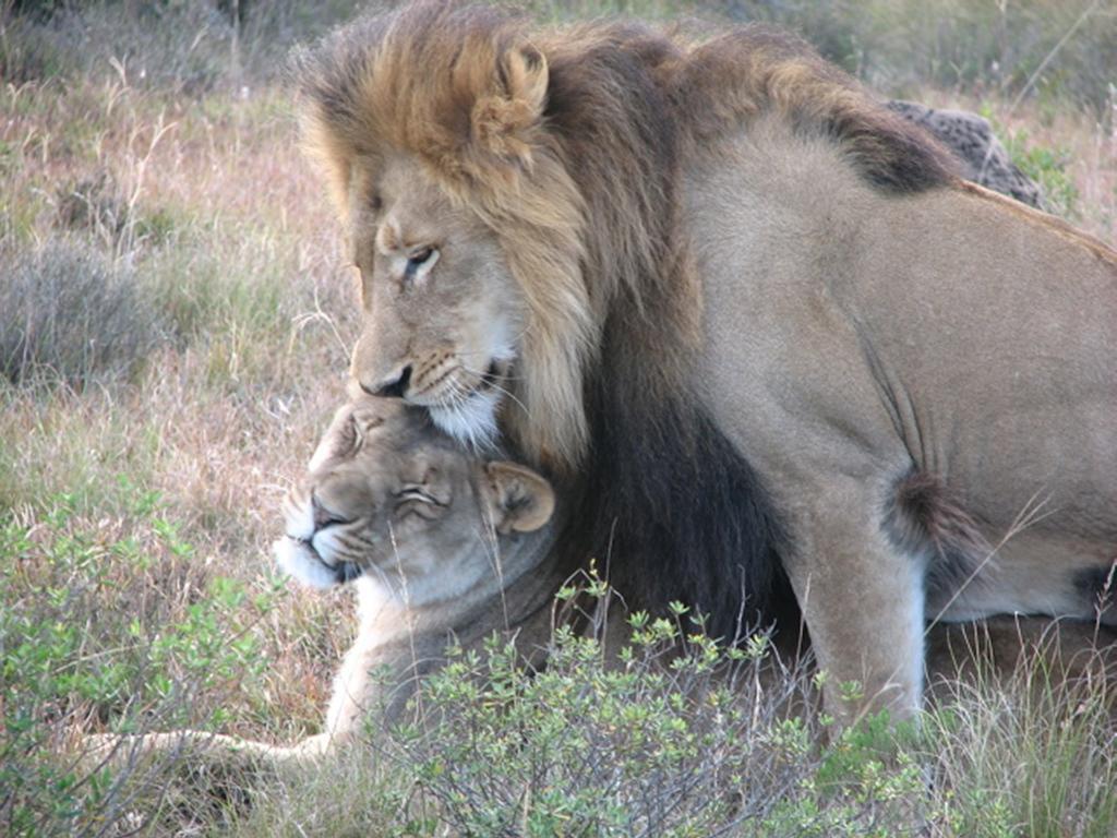 Bukela Game Lodge - Amakhala Game Reserve Ngoại thất bức ảnh