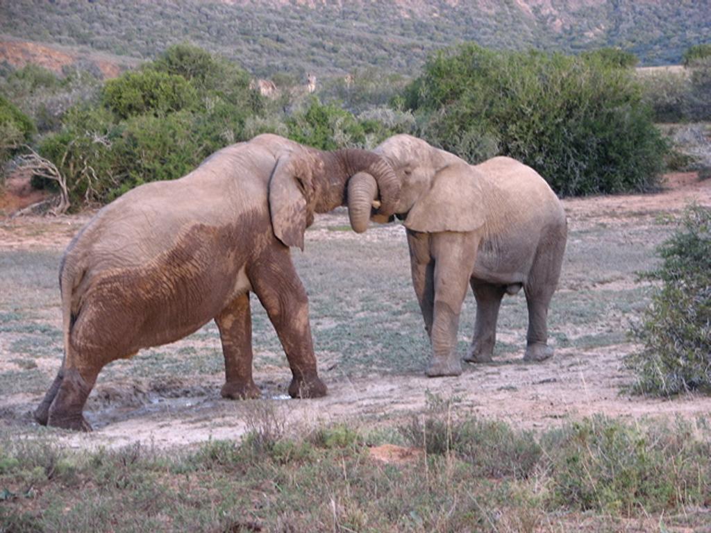 Bukela Game Lodge - Amakhala Game Reserve Ngoại thất bức ảnh