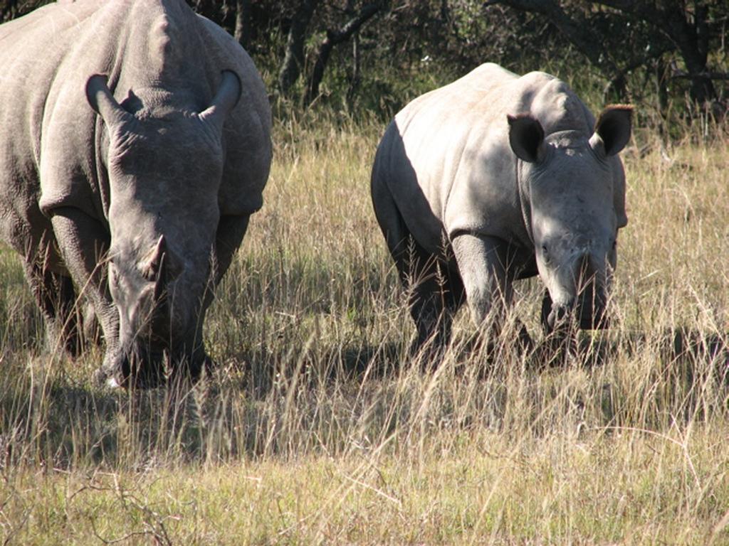 Bukela Game Lodge - Amakhala Game Reserve Ngoại thất bức ảnh