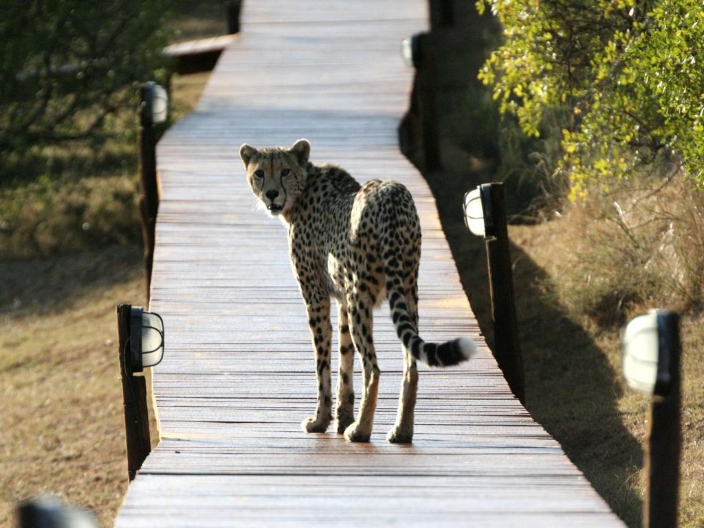 Bukela Game Lodge - Amakhala Game Reserve Ngoại thất bức ảnh