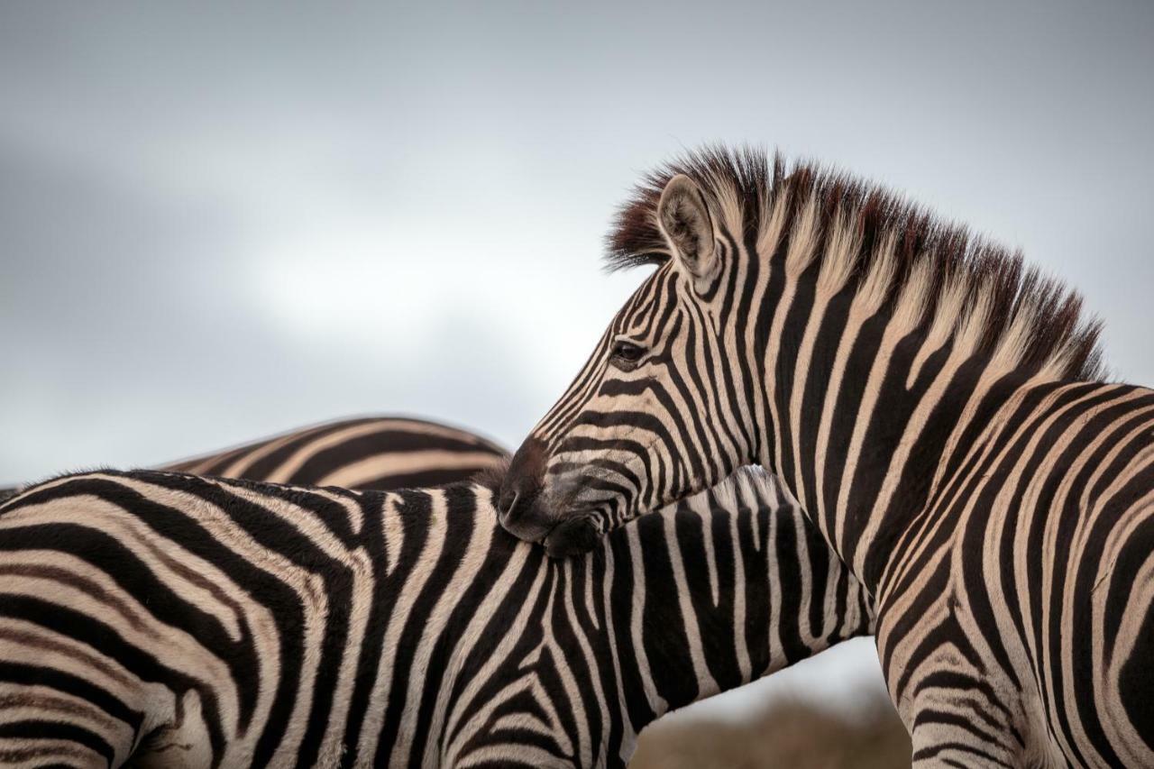 Bukela Game Lodge - Amakhala Game Reserve Ngoại thất bức ảnh