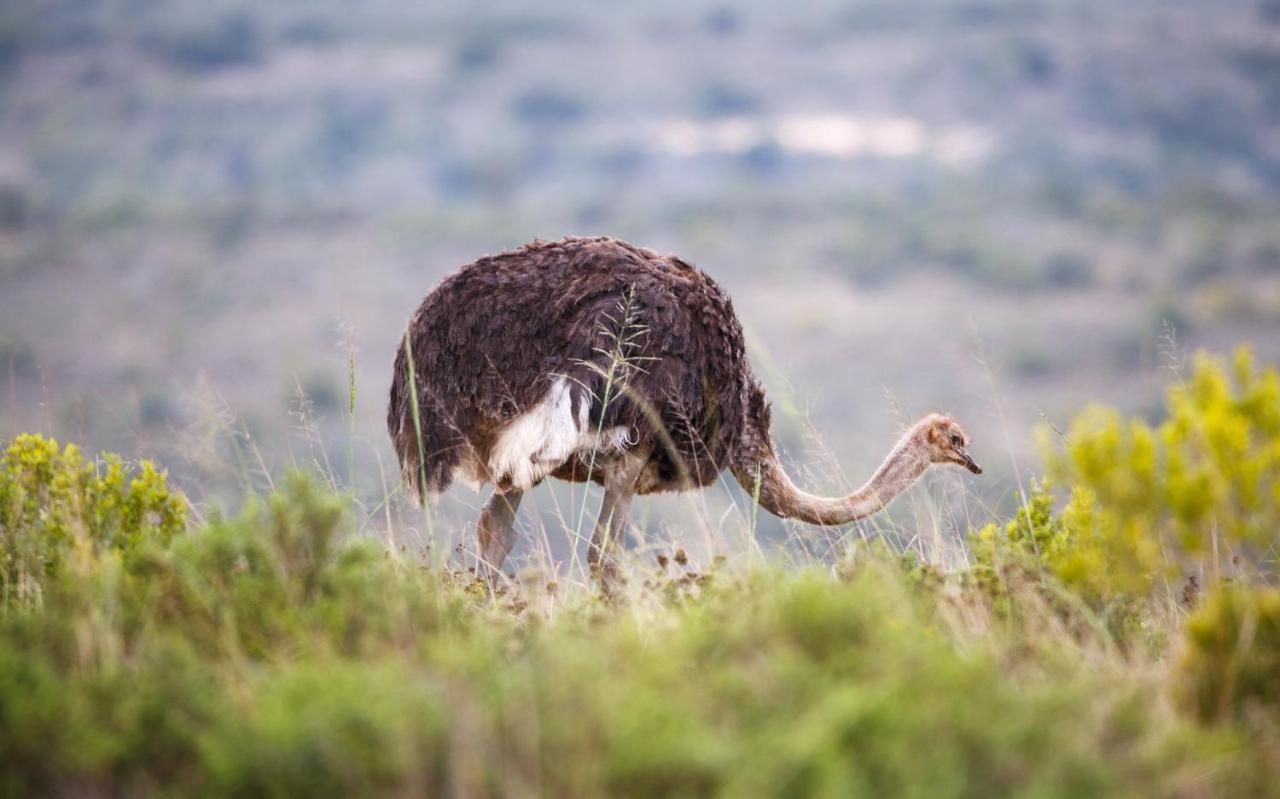 Bukela Game Lodge - Amakhala Game Reserve Ngoại thất bức ảnh