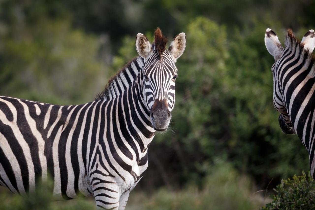 Bukela Game Lodge - Amakhala Game Reserve Ngoại thất bức ảnh